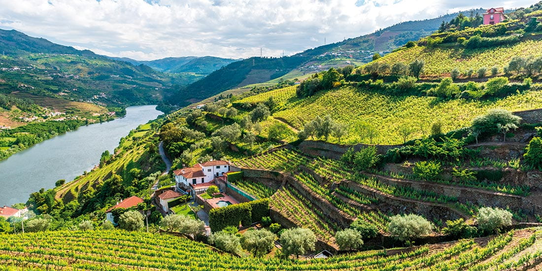 Vineyards lining the Douro river in Portugal